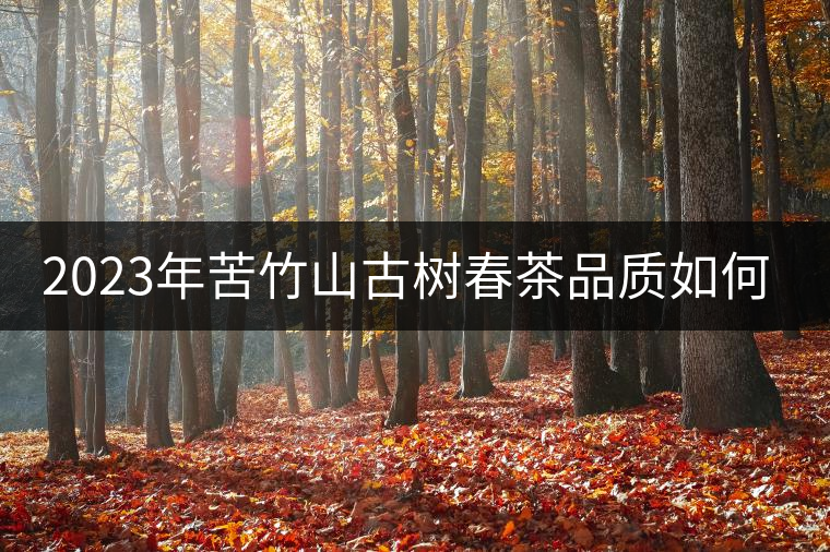 2023年苦竹山古樹(shù)春茶品質(zhì)如何？