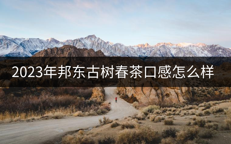 2023年邦東古樹春茶口感怎么樣？