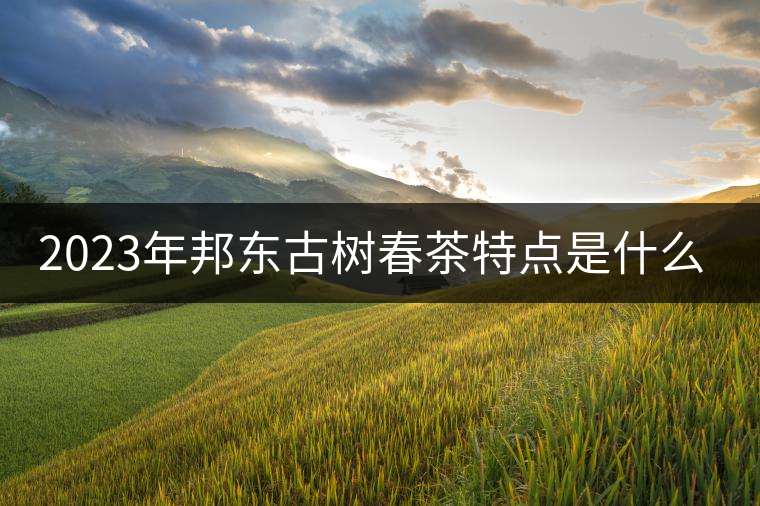 2023年邦東古樹春茶特點是什么？