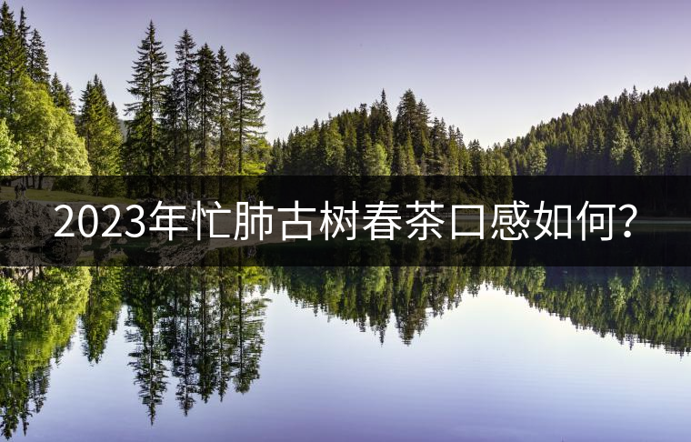 2023年忙肺古樹春茶口感如何？