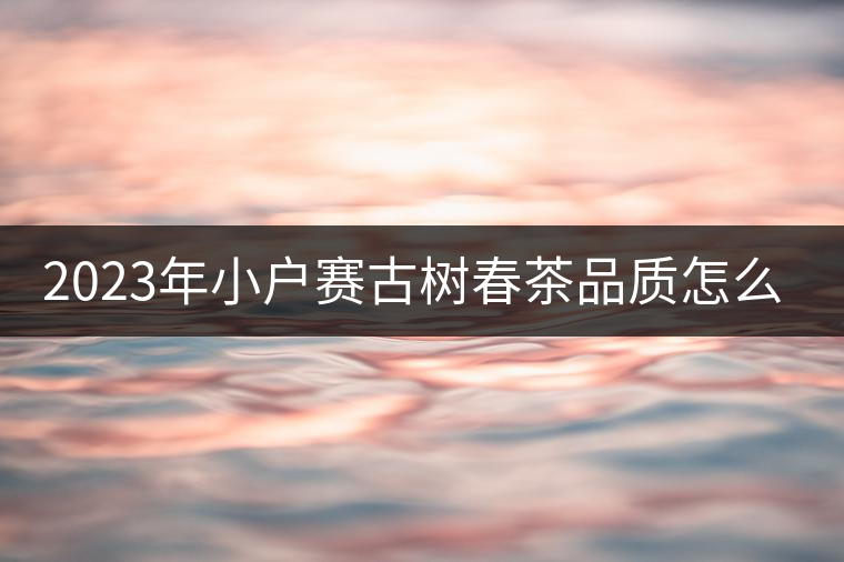 2023年小戶賽古樹春茶品質怎么樣？