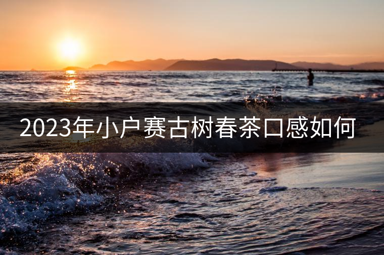 2023年小戶賽古樹春茶口感如何？