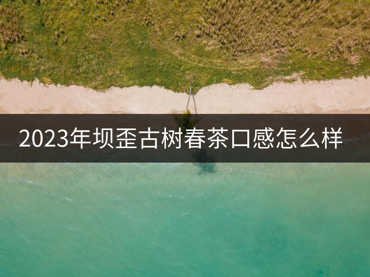 2023年壩歪古樹春茶口感怎么樣？