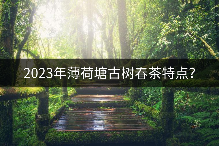 2023年薄荷塘古樹春茶特點？