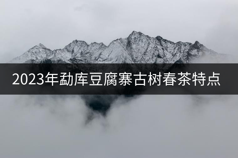 2023年勐庫豆腐寨古樹春茶特點(diǎn)是什么？