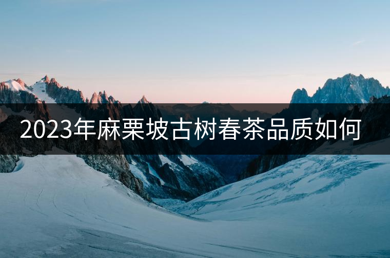 2023年麻栗坡古樹春茶品質(zhì)如何？