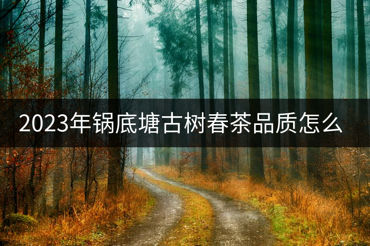 2023年鍋底塘古樹(shù)春茶品質(zhì)怎么樣？