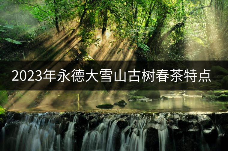 2023年永德大雪山古樹春茶特點是什么？