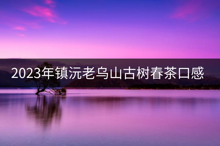 2023年鎮(zhèn)沅老烏山古樹春茶口感怎么樣？