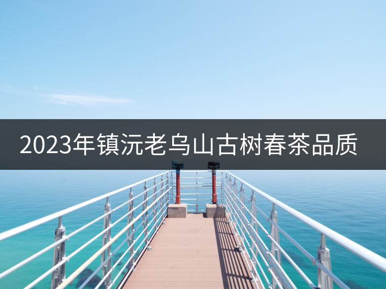 2023年鎮(zhèn)沅老烏山古樹春茶品質如何？