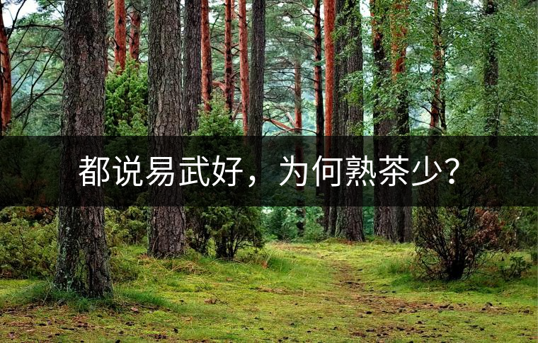都說易武好，為何熟茶少？
