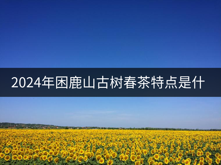 2024年困鹿山古樹春茶特點是什么？