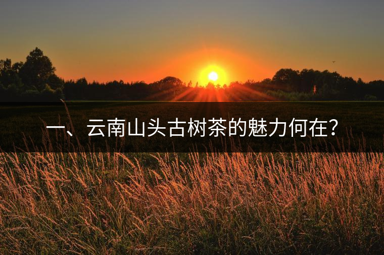 一、云南山頭古樹茶的魅力何在？