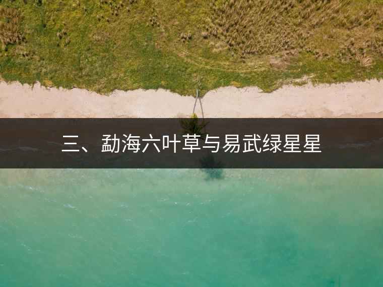 三、勐海六葉草與易武綠星星