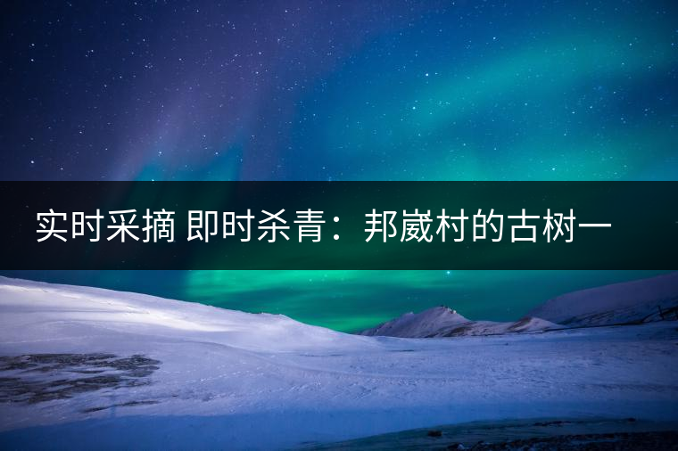 實時采摘 即時殺青：邦崴村的古樹一般都比較高大，我今年爬到10米高的樹梢上拍茶農(nóng)采茶，一顆完整的古樹頭春茶的采摘需要6-7個婦女花半個小時共同完成，鮮葉才下來以后要及時殺青，才能保證茶葉后期的鮮爽感。