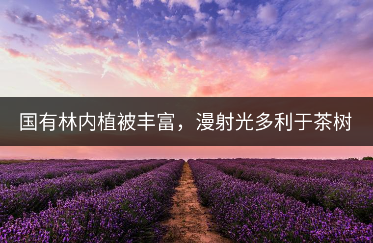 國(guó)有林內(nèi)植被豐富，漫射光多利于茶樹生長(zhǎng)