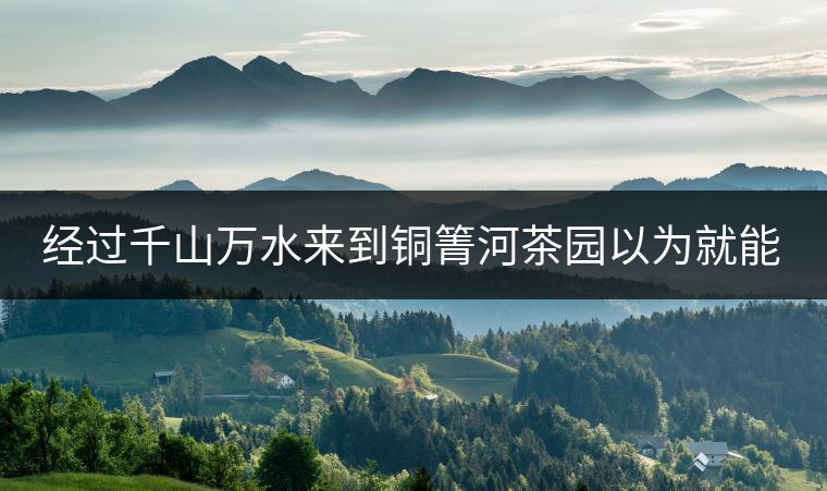 經(jīng)過千山萬水來到銅箐河茶園以為就能收到茶了？