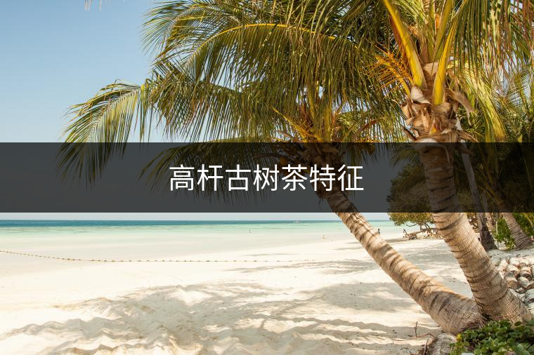 高桿古樹茶特征