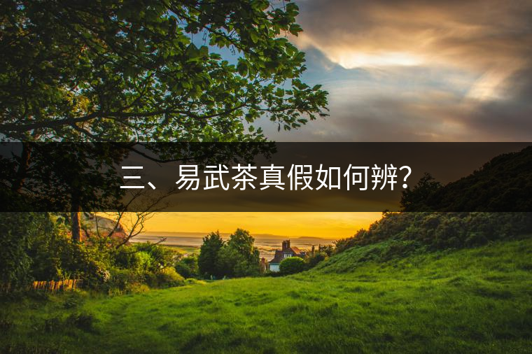 三、易武茶真假如何辨？