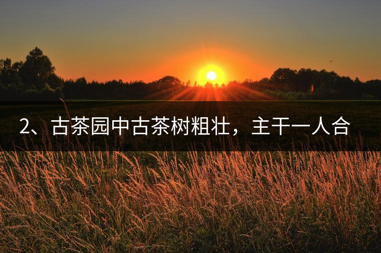 2、古茶園中古茶樹粗壯，主干一人合圍吃力，枝杈壯碩