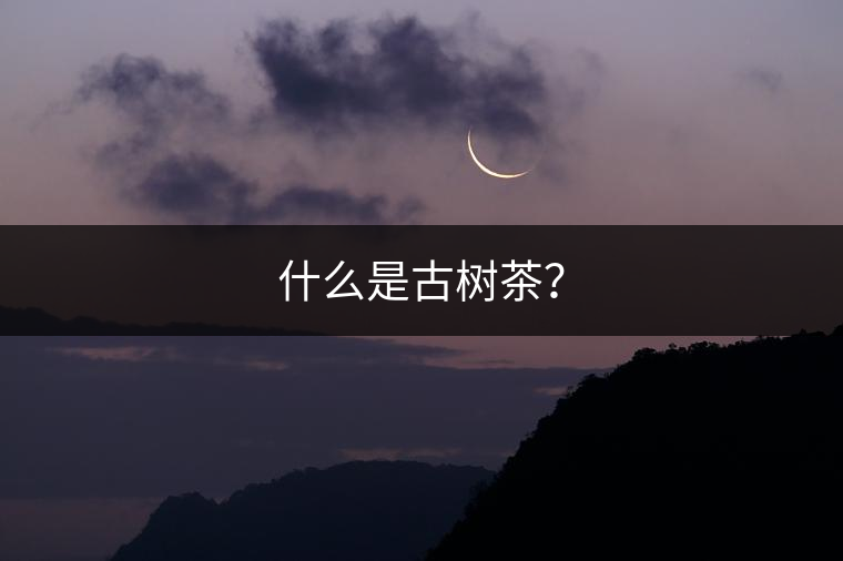 什么是古樹茶？