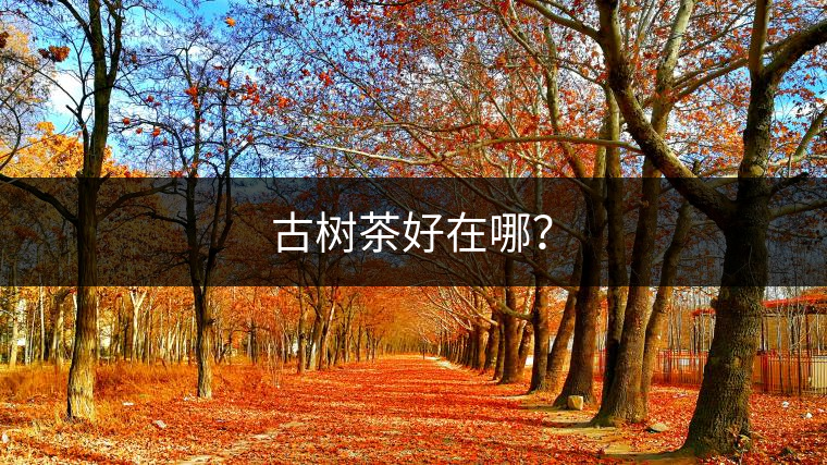 古樹茶好在哪？