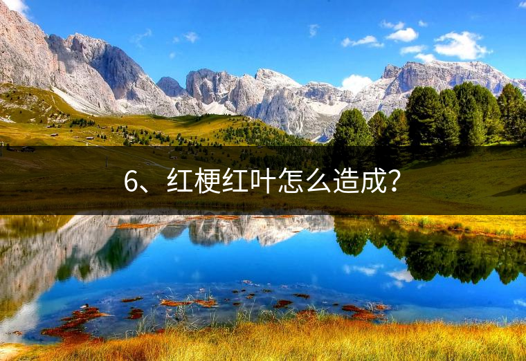 6、紅梗紅葉怎么造成？