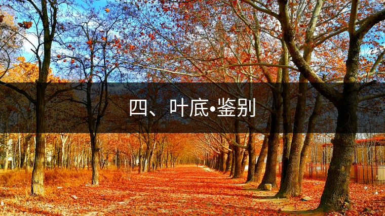 四、葉底?鑒別