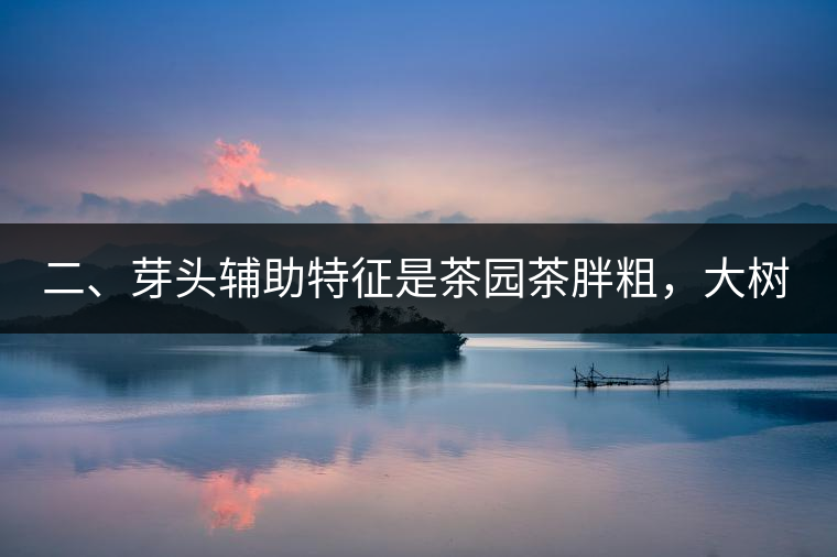 二、芽頭輔助特征是茶園茶胖粗，大樹(shù)茶反而精瘦。