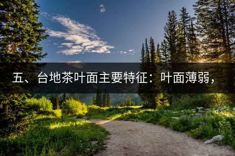 五、臺(tái)地茶葉面主要特征：葉面薄弱，如薄紙易折;沖泡之后無(wú)力恢復(fù)彈性，甚至多次沖泡也不能展開(kāi)，葉子愈薄愈差。