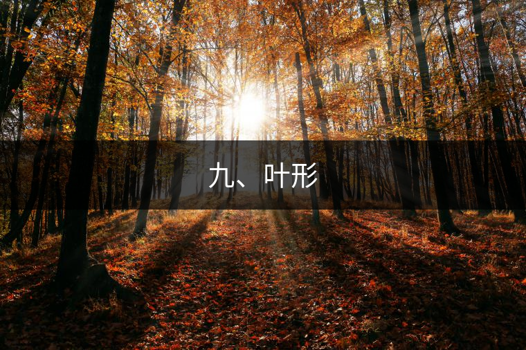 九、葉形