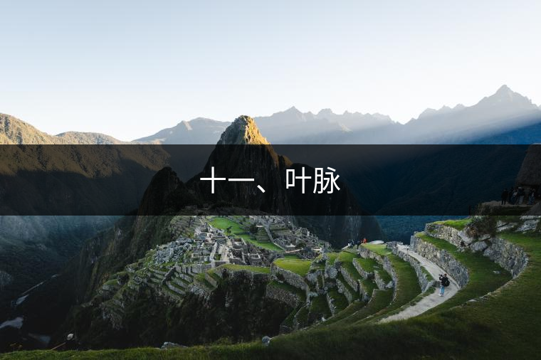 十一、葉脈
