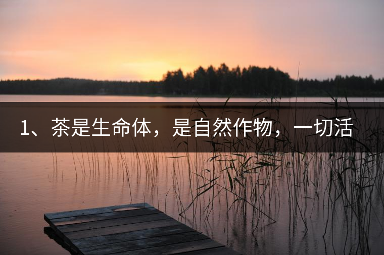 1、茶是生命體，是自然作物，一切活動受自然規(guī)律影響。