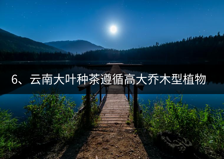 6、云南大葉種茶遵循高大喬木型植物的普遍規(guī)律。