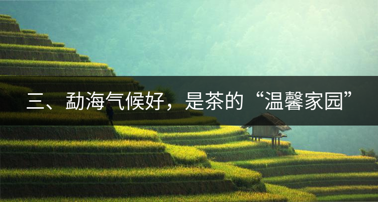 三、勐海氣候好，是茶的“溫馨家園”
