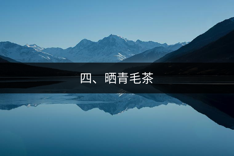 四、曬青毛茶
