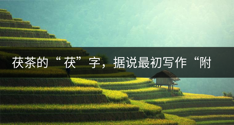 茯茶的“ 茯”字，據(jù)說最初寫作“附”，意思就是非“正”品，次等貨。茯磚茶選料多用質(zhì)地很老的茶葉，加上茶梗與枝葉拼配。陳化后，性溫，有著獨(dú)特的營養(yǎng)價值，更有助于幫助消化去膩。有些時候，茶傳播也有尷尬的時候，今天中原大地流行喝陳茶的時候，這個地方卻開始喝新茶。喝也喝出問題來，磚茶不適合品新，因?yàn)槔现θ~含氟高的緣故，許多牧民甚至氟中毒，國家正在著手解決這一問題。但從根本上來說，還是需要消費(fèi)者回到自己的傳統(tǒng)，把茶葉的儲藏習(xí)慣繼續(xù)保留。