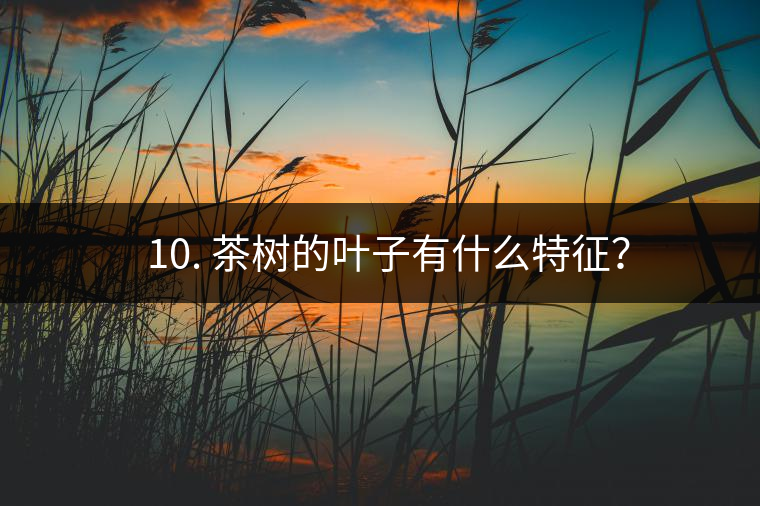? 10. 茶樹的葉子有什么特征？