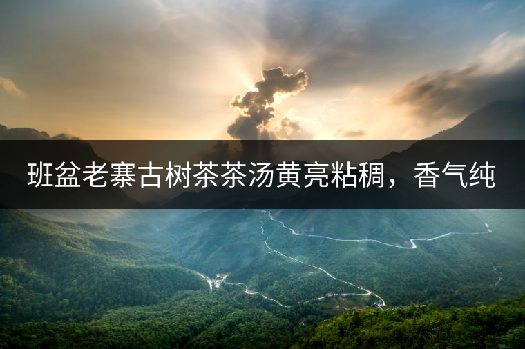 班盆老寨古樹茶茶湯黃亮粘稠，香氣純高，滋味清甜柔順，略苦澀，苦澀不會(huì)持久1-2秒后轉(zhuǎn)為甘甜，喉嚨清爽無燥感，舌面回甘，生津持久，外形條索油亮，肥大顯毫、葉脈清晰、葉質(zhì)軟。茶氣強(qiáng)勁、韻味回繞時(shí)間極長(zhǎng)，滋味釅醇，茶氣凜冽，回甘生津較猛，喉韻較深。幾杯下肚有較為明顯的體感表現(xiàn)（背脊、額頭發(fā)汗），沒有其他雜味。