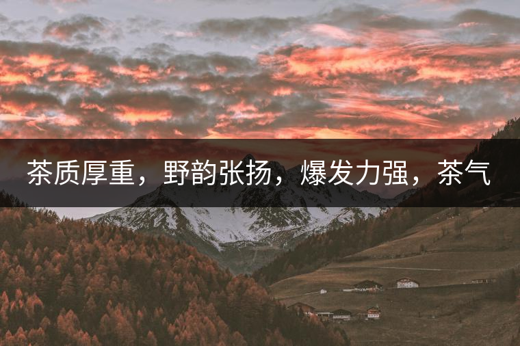 茶質(zhì)厚重，野韻張揚(yáng)，爆發(fā)力強(qiáng)，茶氣十足