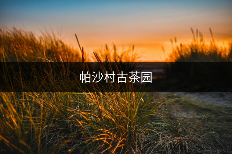 帕沙村古茶園