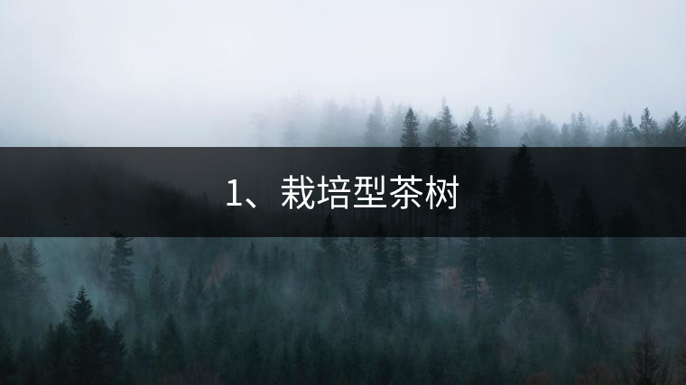 1、栽培型茶樹