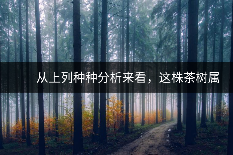 　　從上列種種分析來看，這株茶樹屬野生類型應(yīng)無疑問。