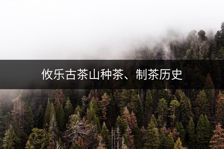 攸樂古茶山種茶、制茶歷史