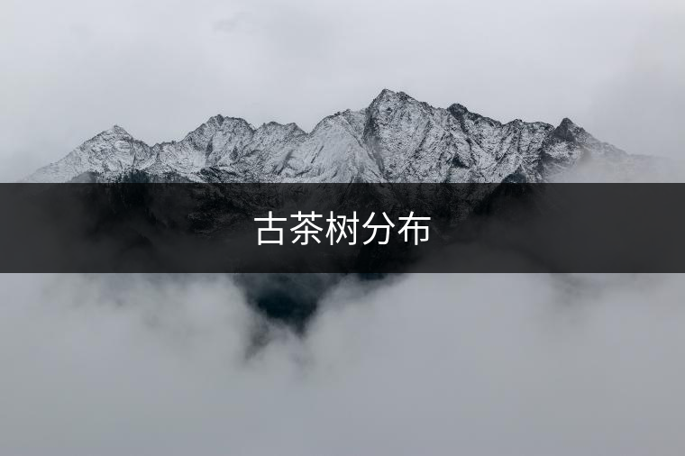 古茶樹分布