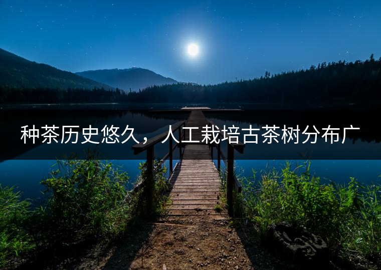 種茶歷史悠久，人工栽培古茶樹分布廣