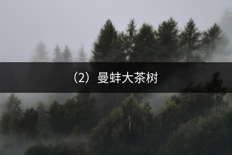(2)曼蚌大茶樹 (2)曼蚌大茶樹