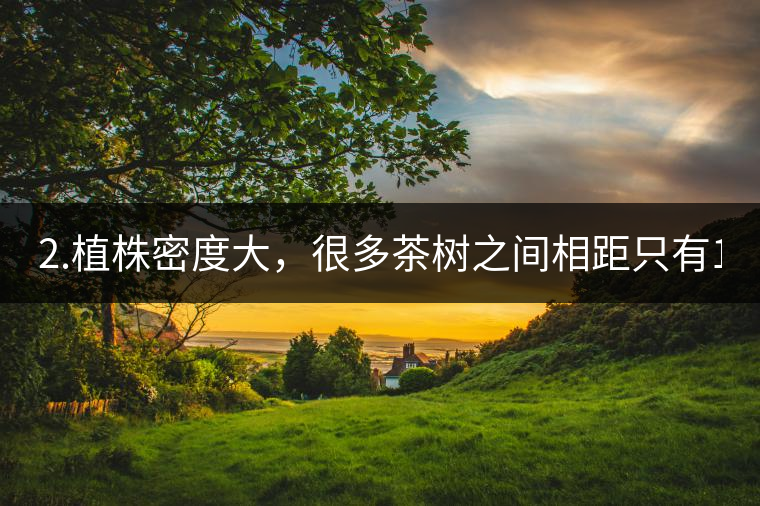 2.植株密度大，很多茶樹之間相距只有1-2米。