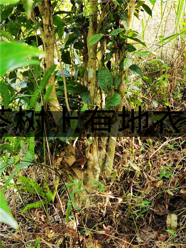 茶樹上有地衣或苔蘚是不是有害的？-1