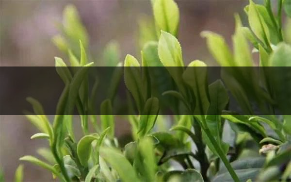 什么是雨前茶？雨前茶有何特點？